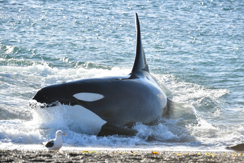 Temporada de orcas en la Península Valdés Revista Un Camino