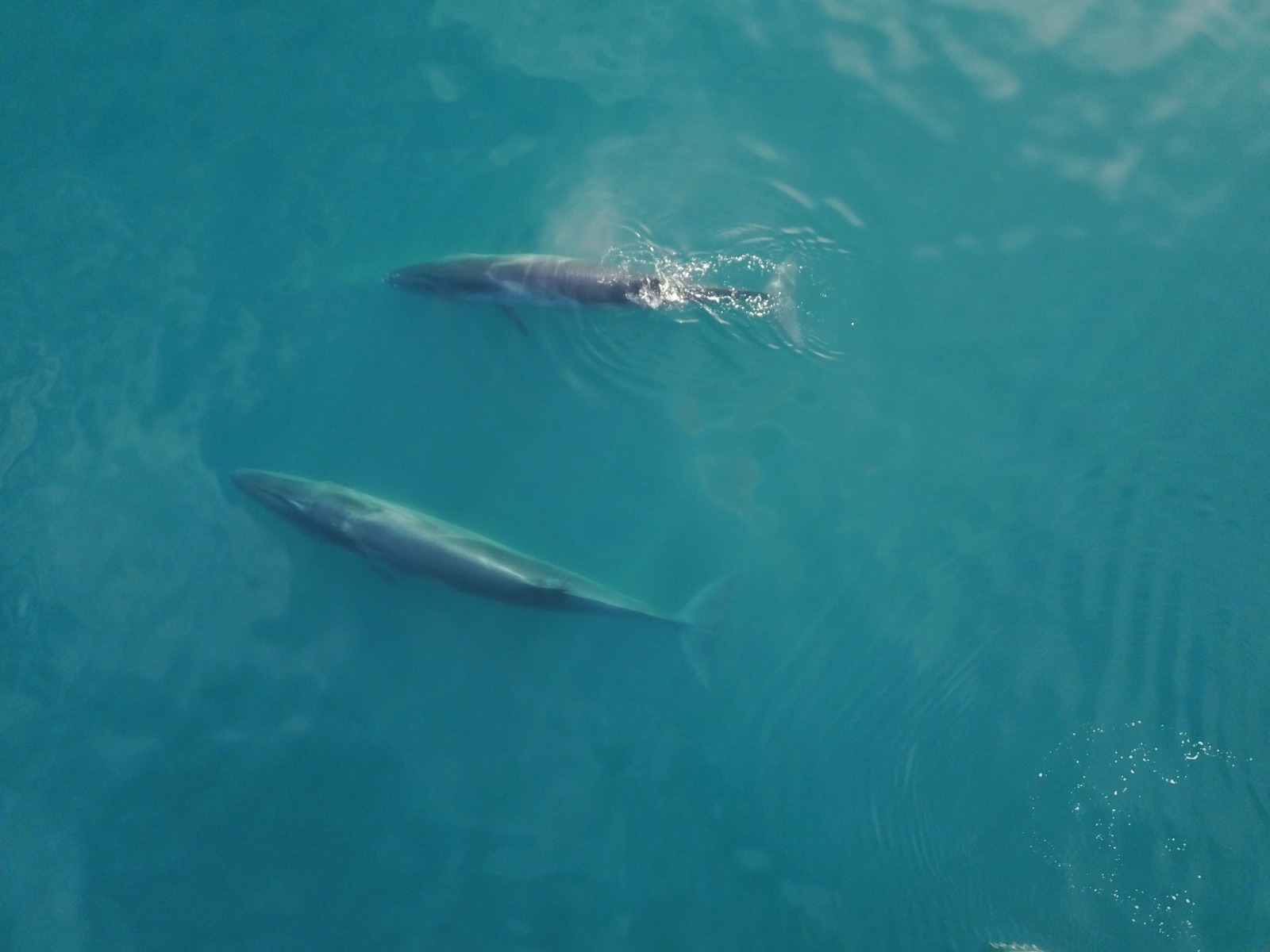 Acantilados de colores, bosques fósiles y avistaje de ballenas: cómo es el viaje por la Ruta Azul, un recorrido único y salvaje por la costa chubutense